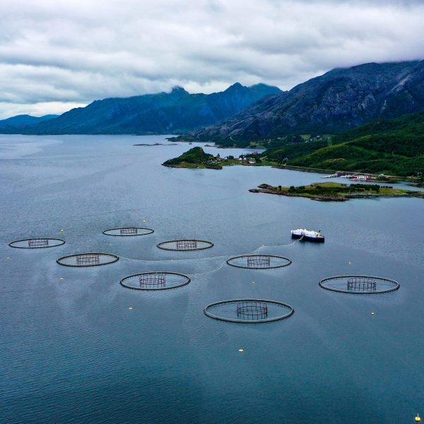 Aerial,View,Of,A,Salmonids,Farm,In,Norway,,Cloudy,Summer