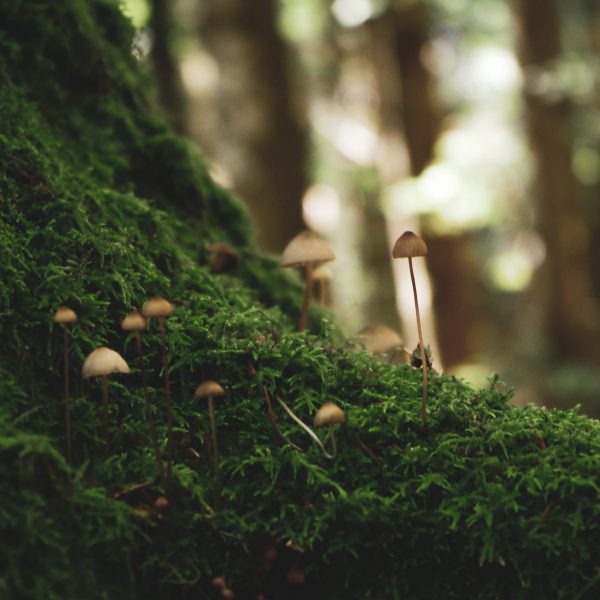 mushroom forrest