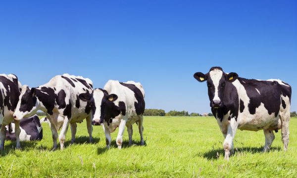 Black,And,White,Cows,In,A,Grassy,Field,On,A